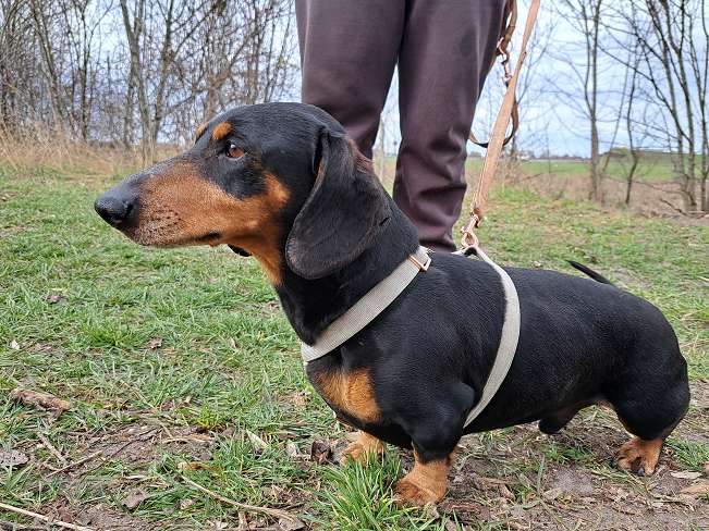 pfotenretterungarn Aladin (11)