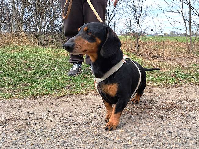 pfotenretterungarn Aladin (12)