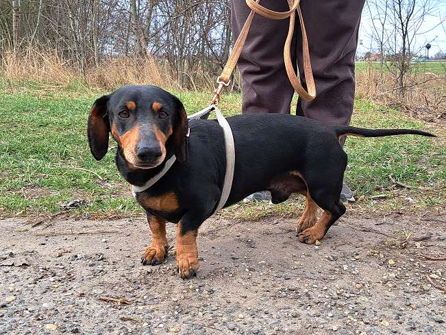 pfotenretterungarn Aladin (2)