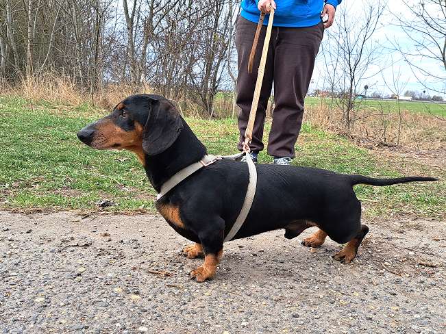 pfotenretterungarn Aladin (3)