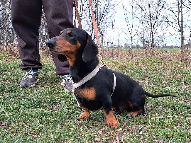 pfotenretterungarn Aladin (4)