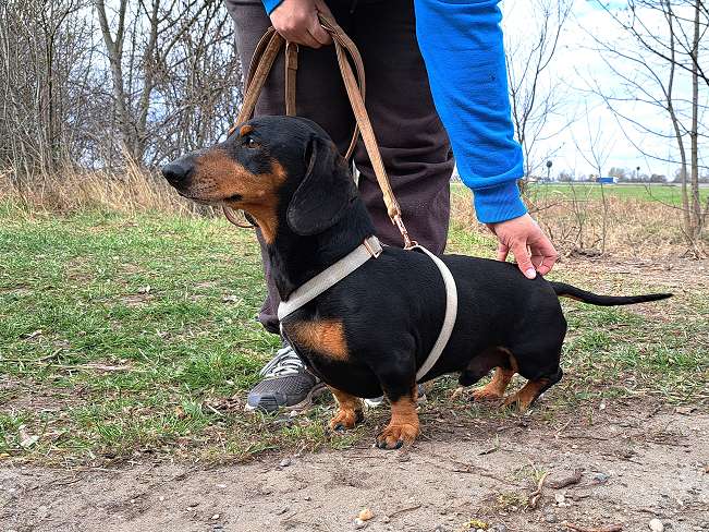 pfotenretterungarn Aladin (5)