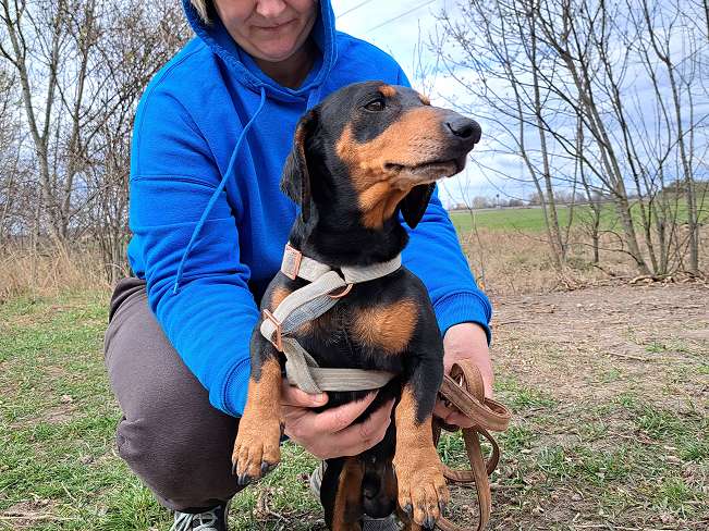 pfotenretterungarn Aladin (7)