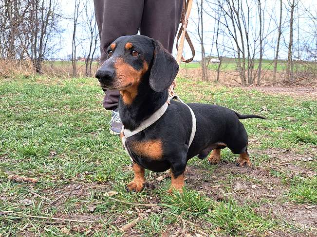 pfotenretterungarn Aladin (9)