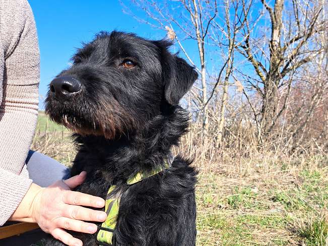 pfotenretterungarn Bowie (2)