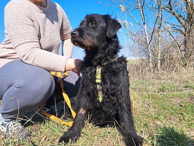 pfotenretterungarn Bowie (3)