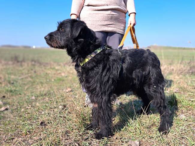 pfotenretterungarn Bowie (4)