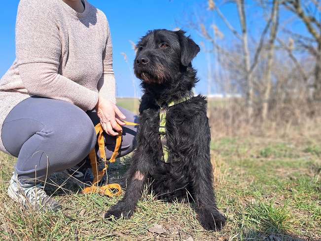 pfotenretterungarn Bowie (5)