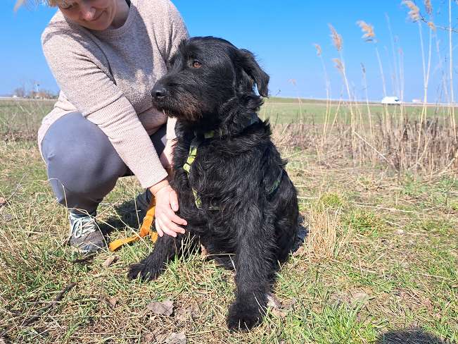 pfotenretterungarn Bowie (6)