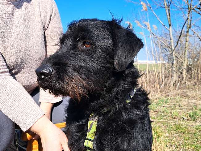 pfotenretterungarn Bowie (7)