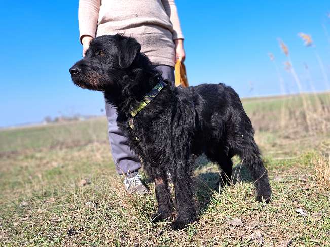 pfotenretterungarn Bowie (8)