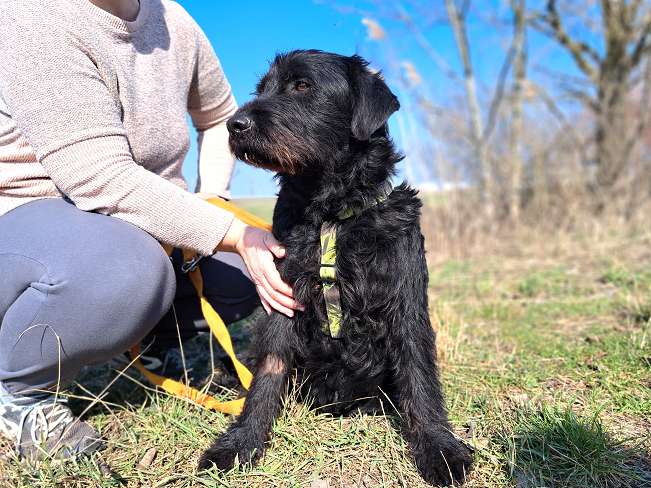 pfotenretterungarn Bowie (9)