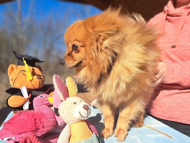 pfotenretterungarn Brigitte (10)