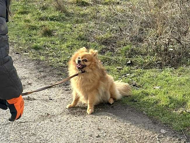 pfotenretterungarn Brigitte (11)