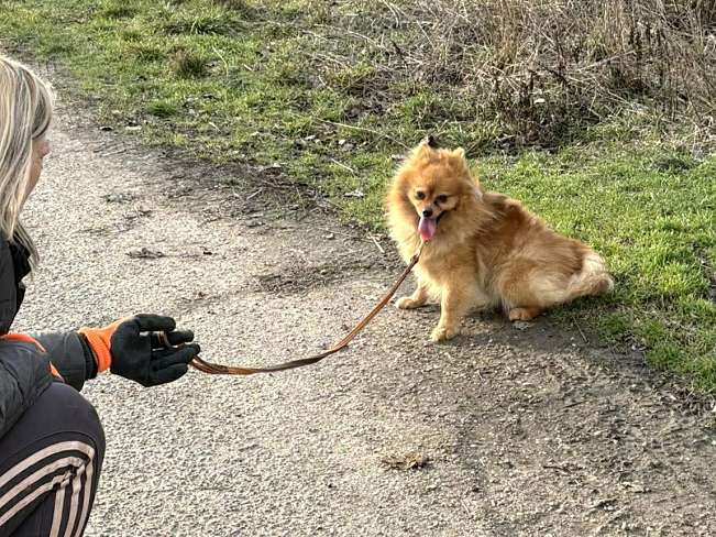 pfotenretterungarn Brigitte (12)