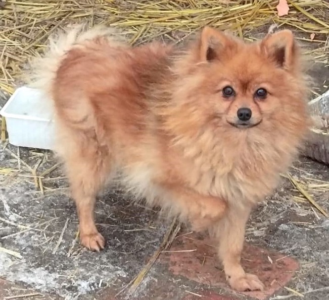 pfotenretterungarn Brigitte (13)