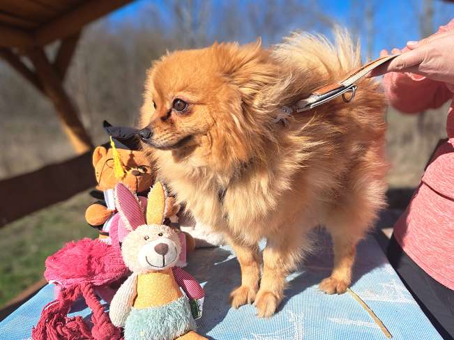 pfotenretterungarn Brigitte (2)