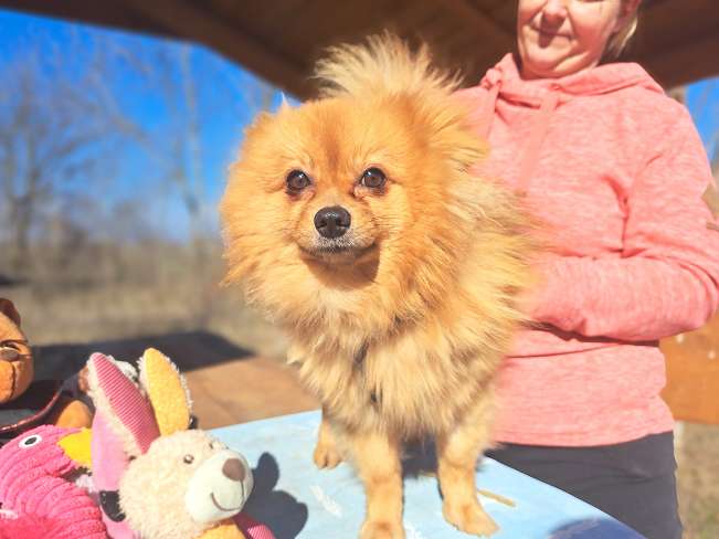 pfotenretterungarn Brigitte (3)