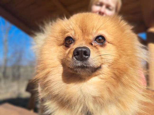 pfotenretterungarn Brigitte (4)