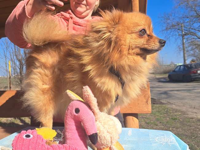 pfotenretterungarn Brigitte (5)