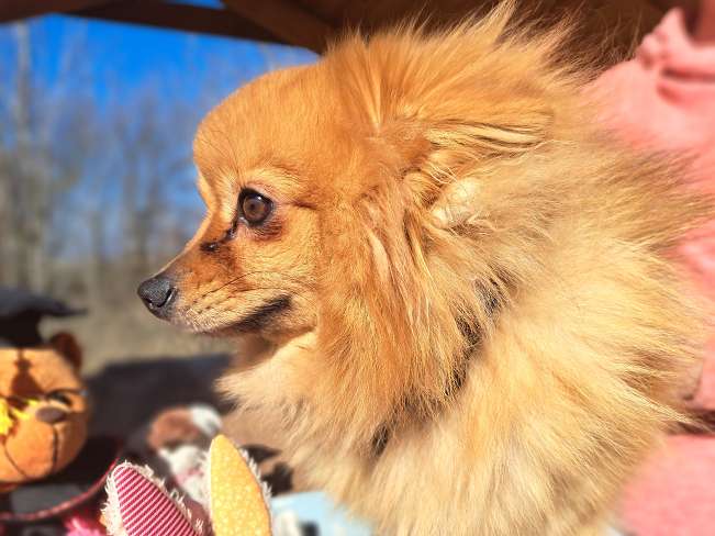 pfotenretterungarn Brigitte (6)