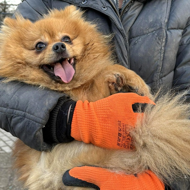 pfotenretterungarn Brigitte (7)