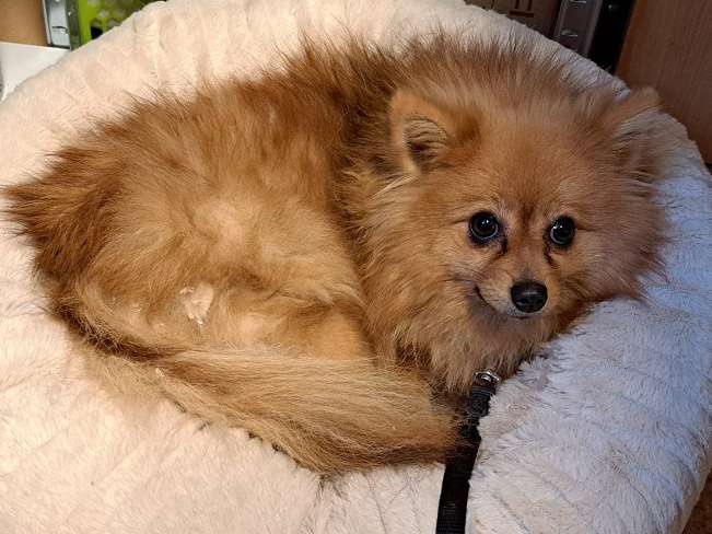 pfotenretterungarn Brigitte (8)