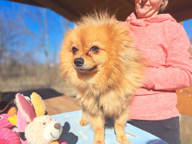 pfotenretterungarn Brigitte (9)