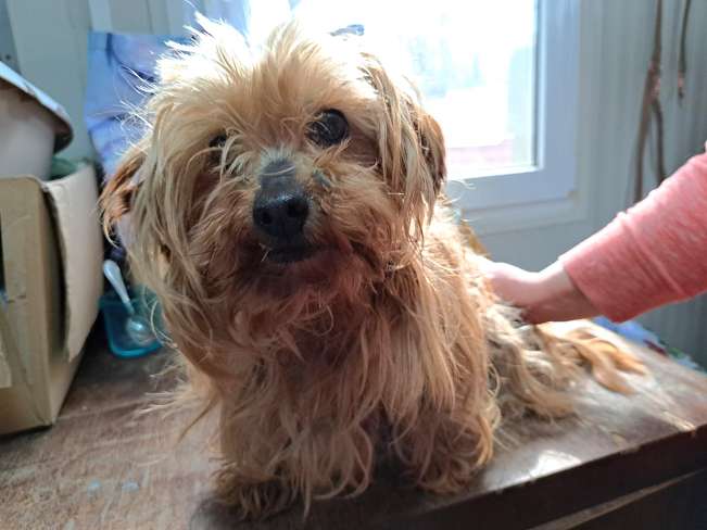 pfotenretterungarn Cassy (10)