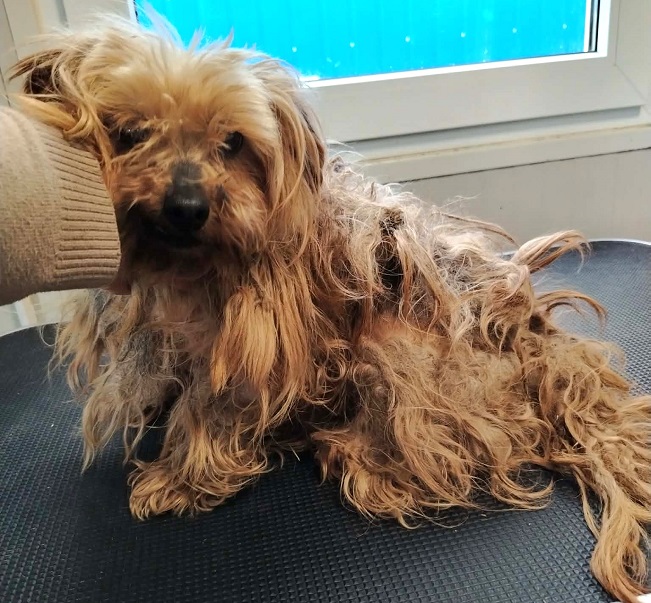 pfotenretterungarn Cassy (11)