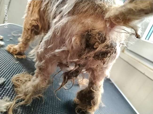 pfotenretterungarn Cassy (12)