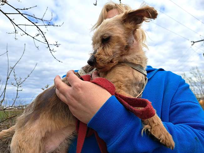 pfotenretterungarn Cassy (5)