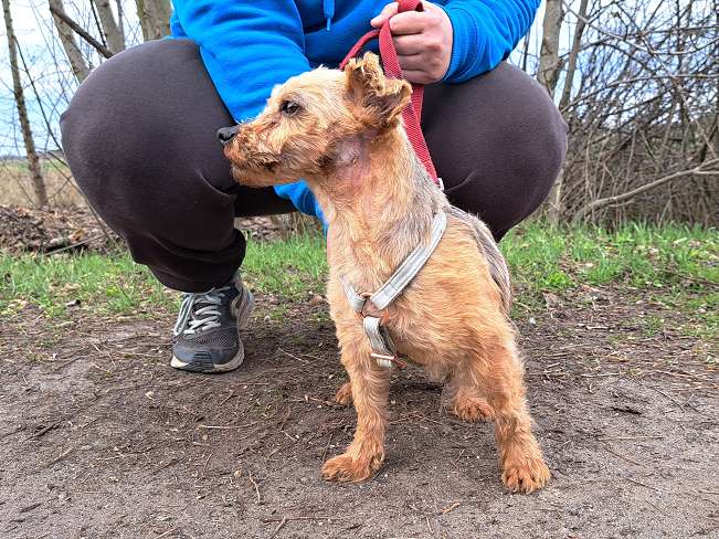 pfotenretterungarn Cassy (7)