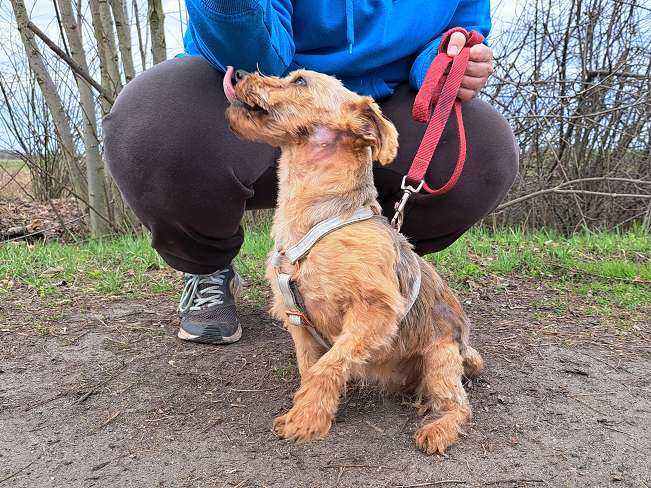 pfotenretterungarn Cassy (8)