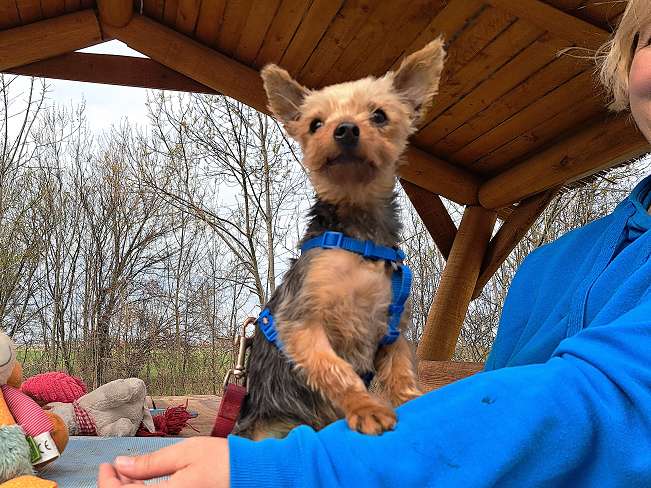 pfotenretterungarn Cyrill (2)