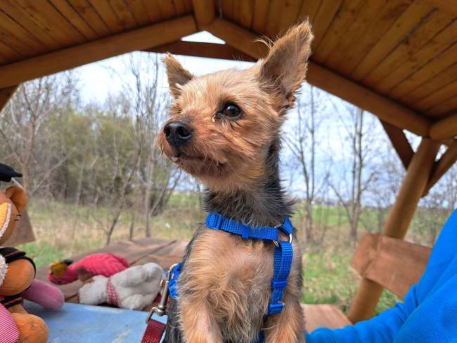 pfotenretterungarn Cyrill (3)