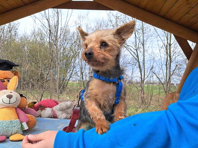 pfotenretterungarn Cyrill (4)