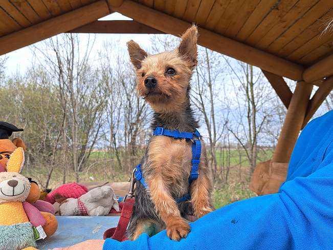 pfotenretterungarn Cyrill (5)