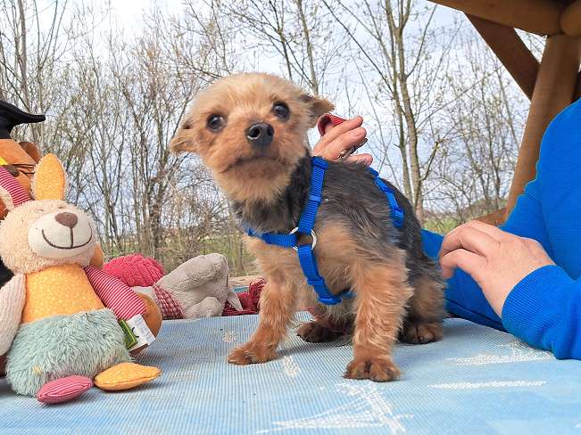 pfotenretterungarn Cyrill (6)