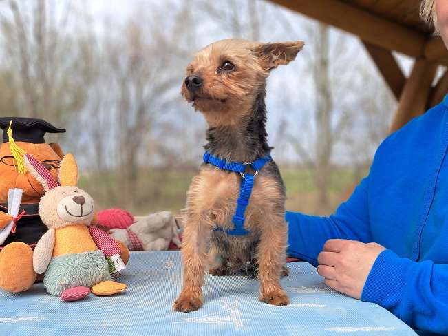 pfotenretterungarn Cyrill (7)