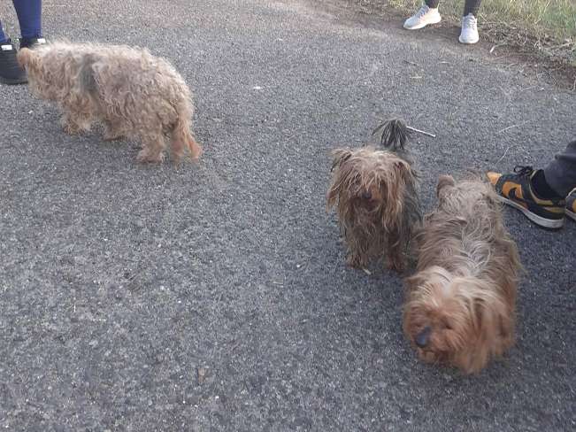 pfotenretterungarn Cyrill (9)