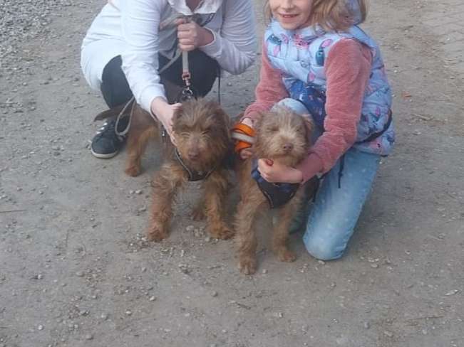 pfotenretterungarn Gucci (10)