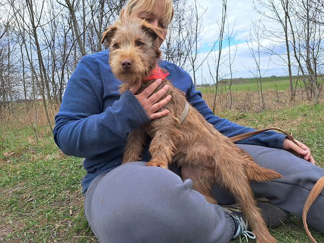 pfotenretterungarn Gucci (2)