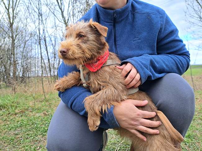 pfotenretterungarn Gucci (3)