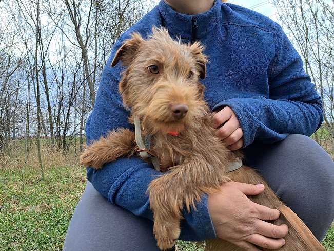 pfotenretterungarn Gucci (4)