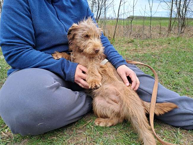 pfotenretterungarn Gucci (7)