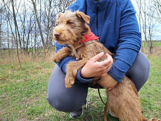 pfotenretterungarn Gucci (8)