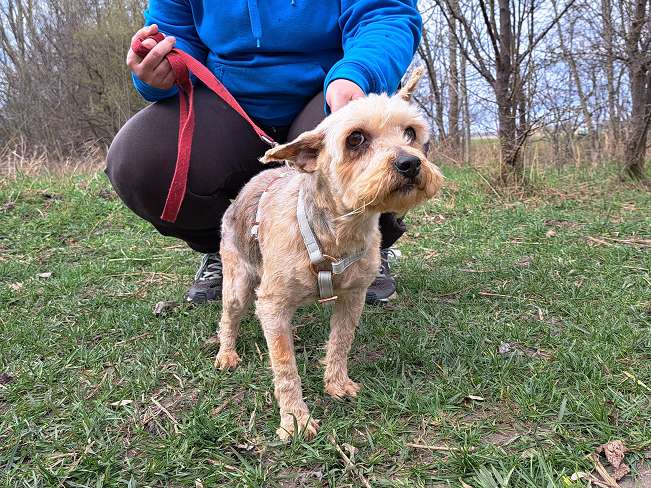 pfotenretterungarn Jill (12)