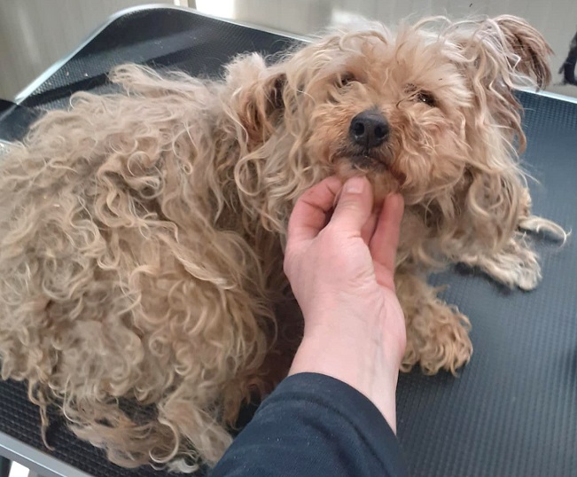 pfotenretterungarn Jill (14)