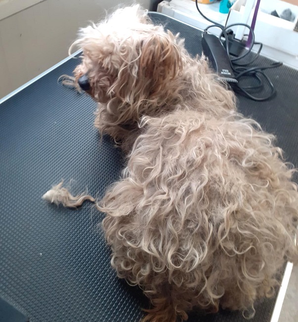 pfotenretterungarn Jill (15)